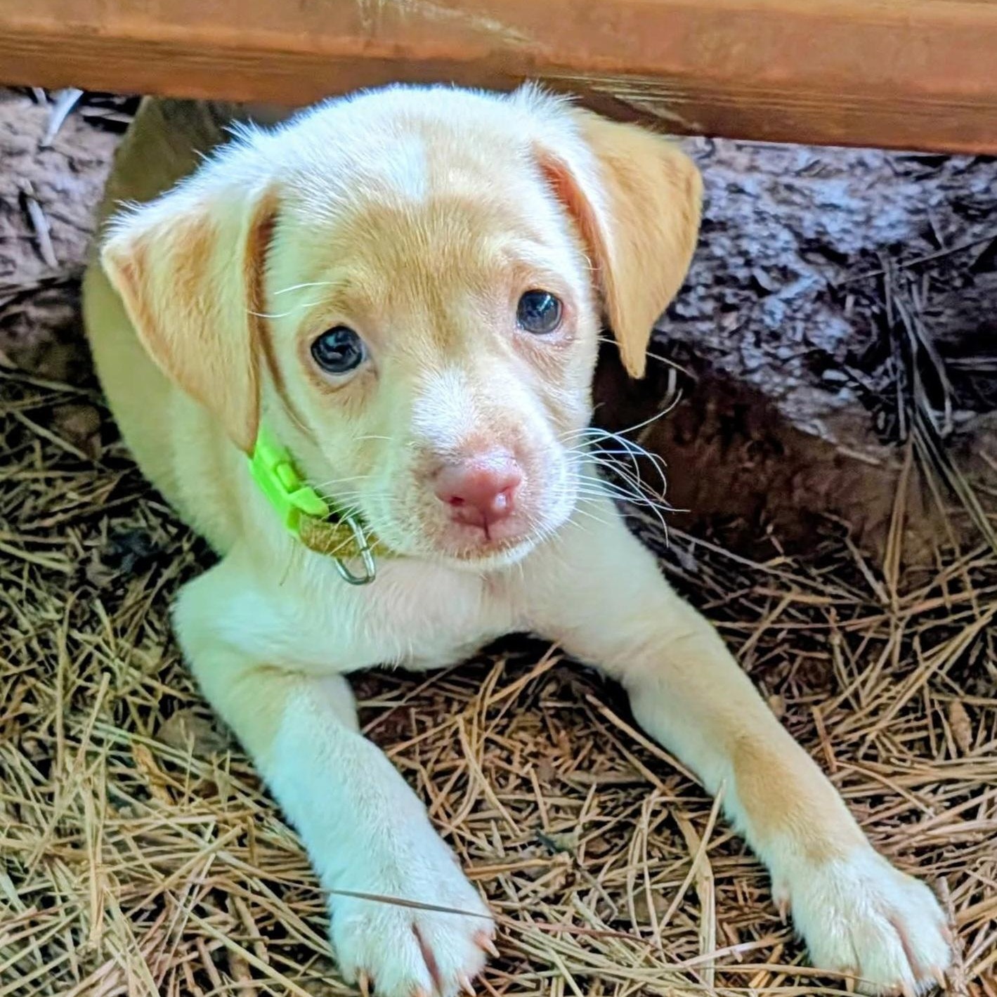 Romeo, an adopted mixed breed in Milledgeville, GA image 5/5