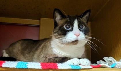 Charlie, Adoptable, Adult Male Snowshoe & Domestic Short Hair.