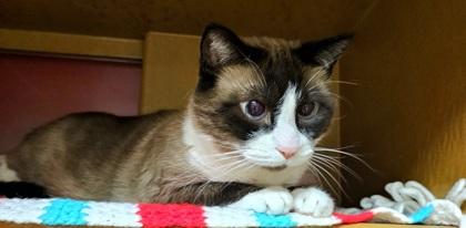 Enlarge Charlie, a Adoptable mixed breed in Phoenix, AZ image 2/2