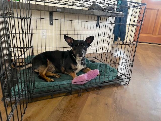 Enlarge Rudy • Happy Boy, a ADOPTABLE Terrier in Grass Valley, CA image 1/4