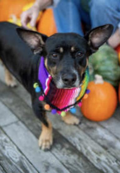 Enlarge Rudy • Happy Boy, a ADOPTABLE Terrier in Grass Valley, CA image 2/4