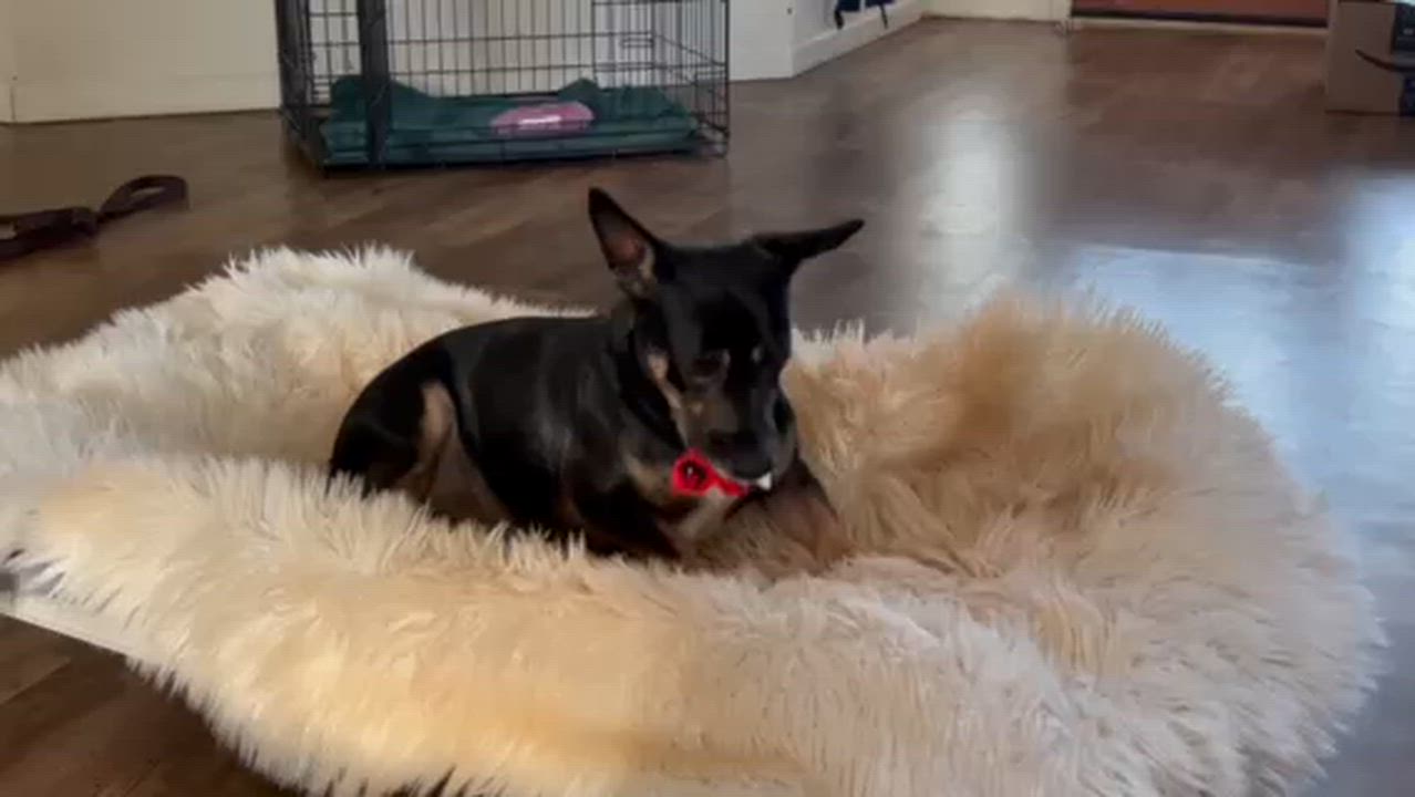 Enlarge Rudy • Happy Boy, a ADOPTABLE Terrier in Grass Valley, CA video 3/4