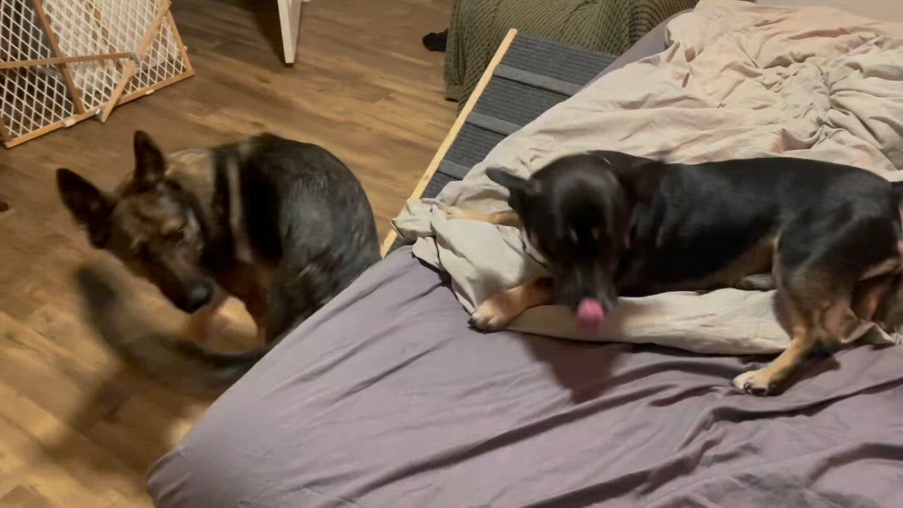 Enlarge Rudy • Happy Boy, a ADOPTABLE Terrier in Grass Valley, CA video 2/5