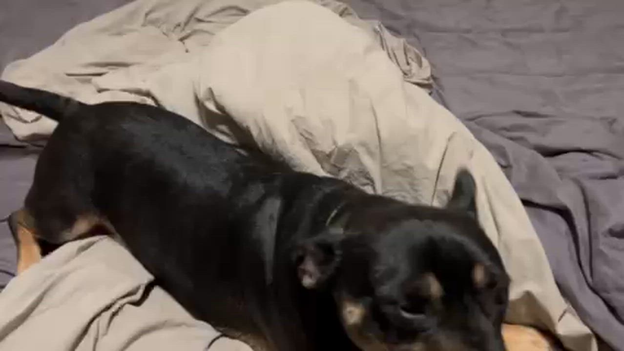 Enlarge Rudy • Happy Boy, a ADOPTABLE Terrier in Grass Valley, CA video 4/4