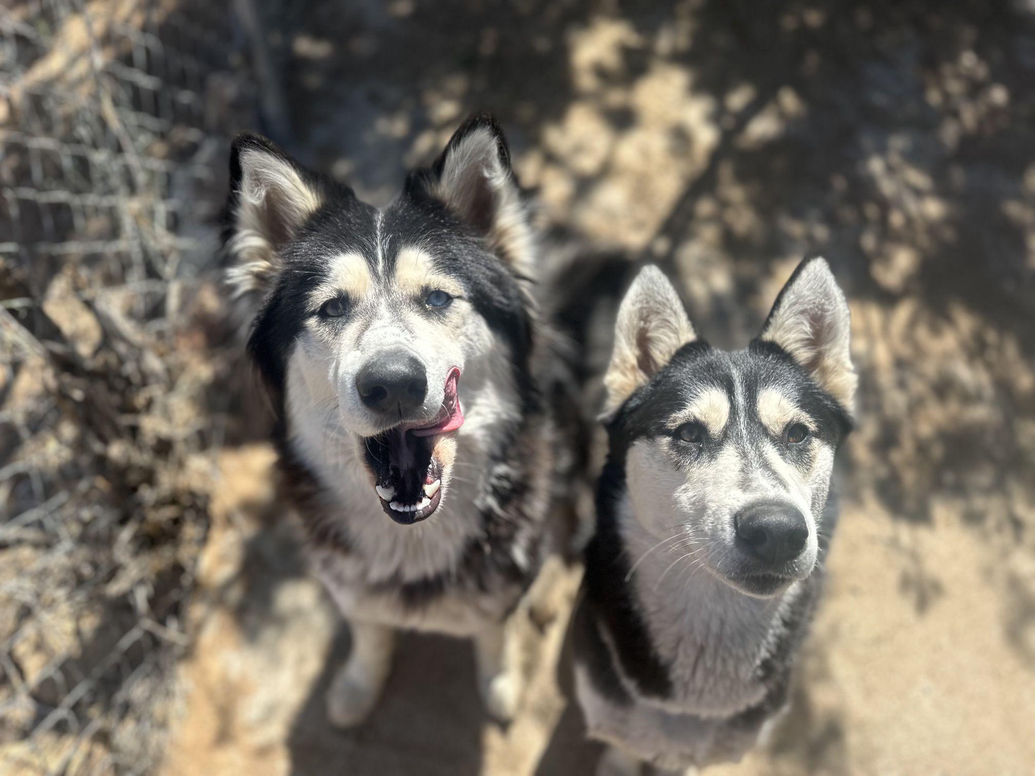 Storm is a great dog with family energy, a ADOPTABLE Husky in Studio City, CA image 2/2