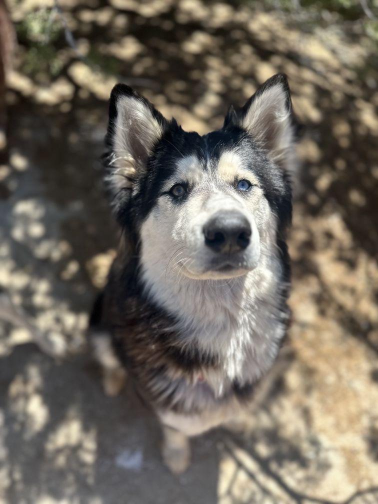 Storm is a great dog with family energy, ADOPTABLE, Adult Female Husky.