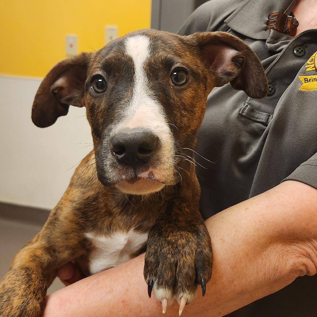 Buddy, Adoptable, Puppy Male Pit Bull Terrier.