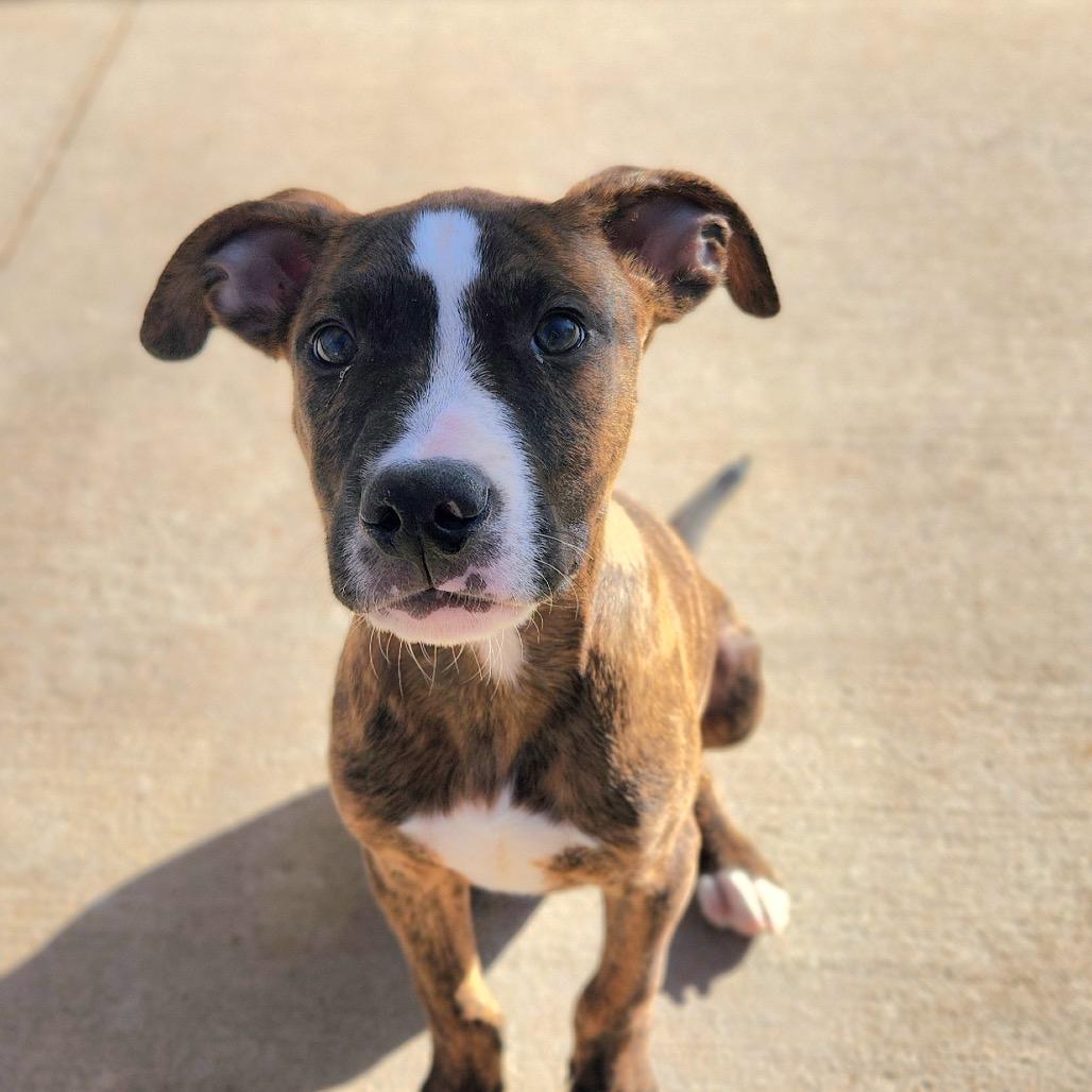 Enlarge Buddy, a Adoptable mixed breed in Norman, OK image 2/3