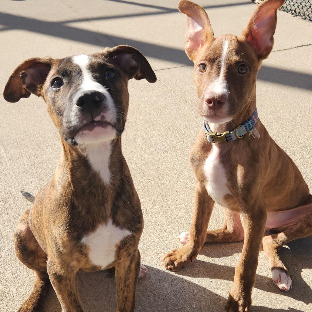 Enlarge Buddy, a Adoptable mixed breed in Norman, OK image 3/3