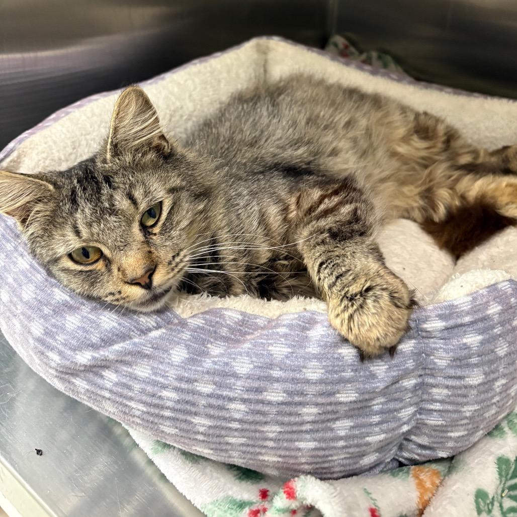 Stephen, Adoptable, Senior Male Domestic Long Hair.
