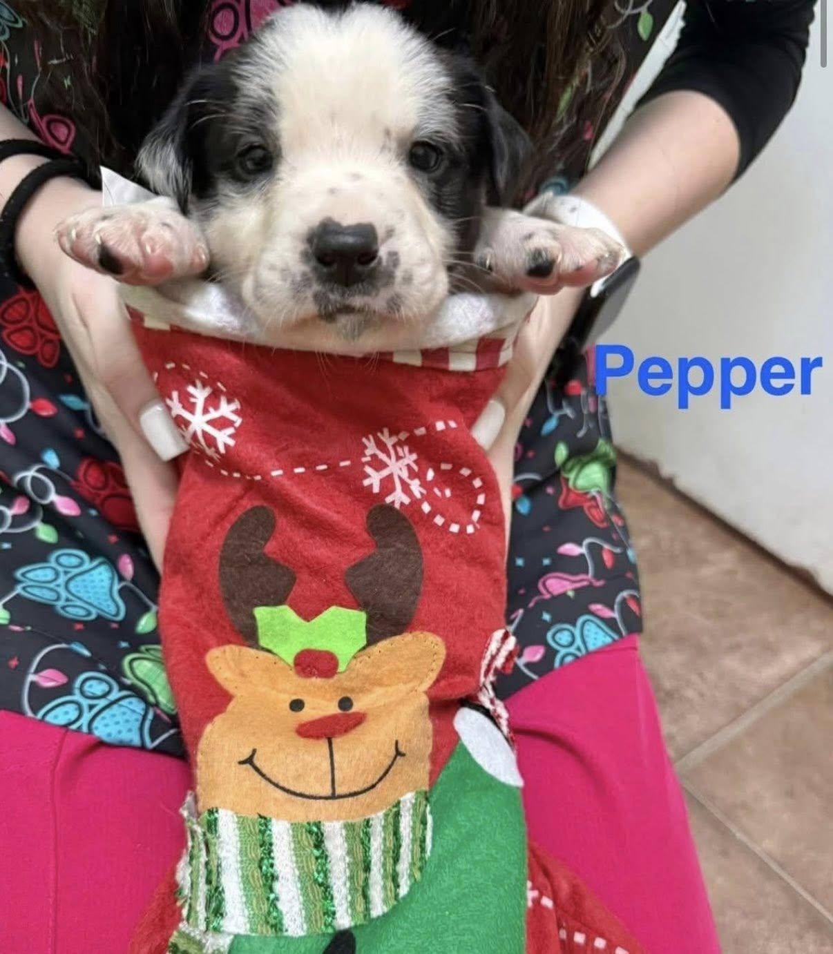 Pepper — thumbnail 2