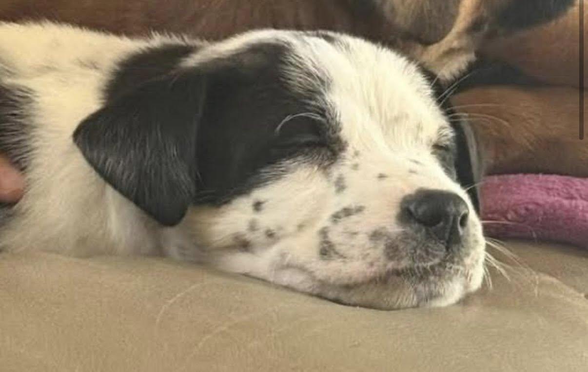 Pepper — thumbnail 3