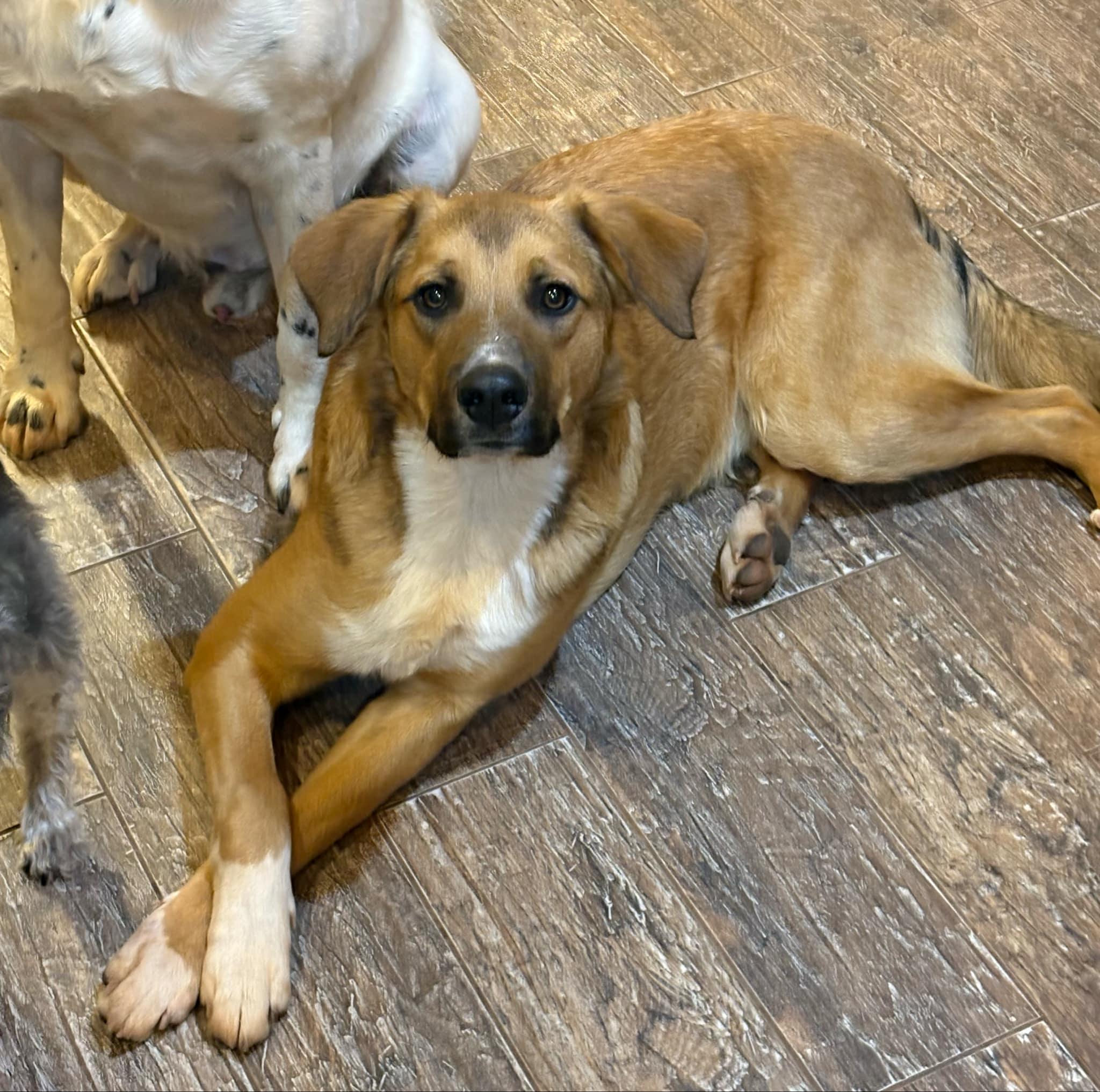 Enlarge Cirrus, a Adoptable mixed breed in Chickasha, OK image 1/2