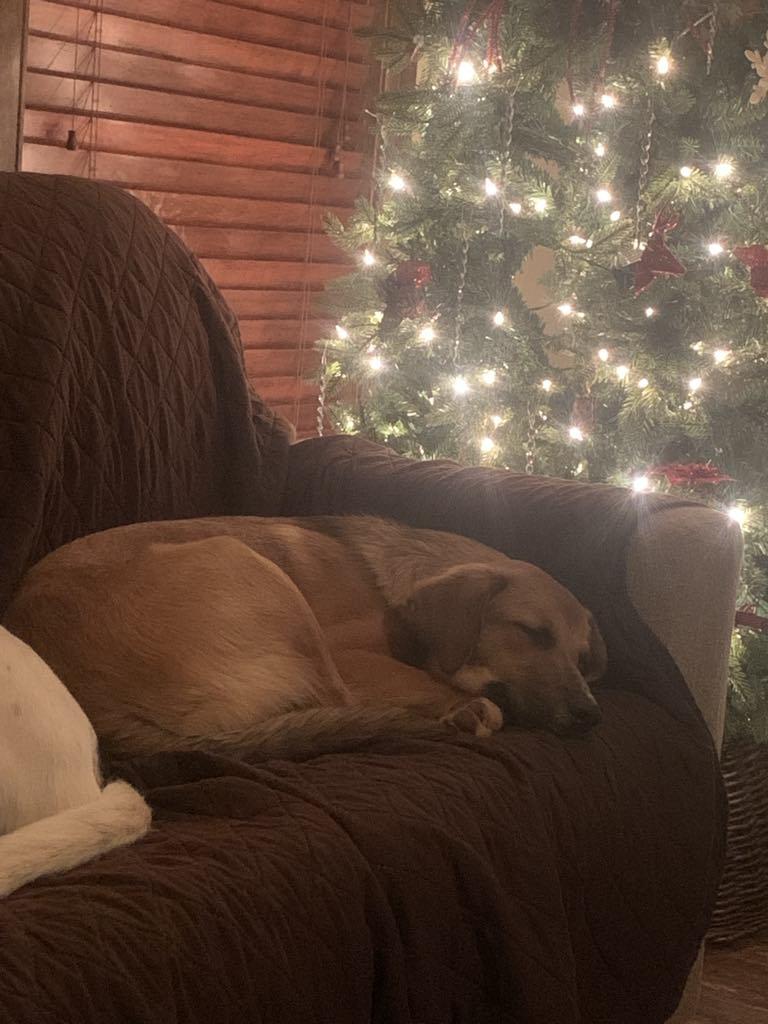 Enlarge Cirrus, a Adoptable mixed breed in Chickasha, OK image 2/2