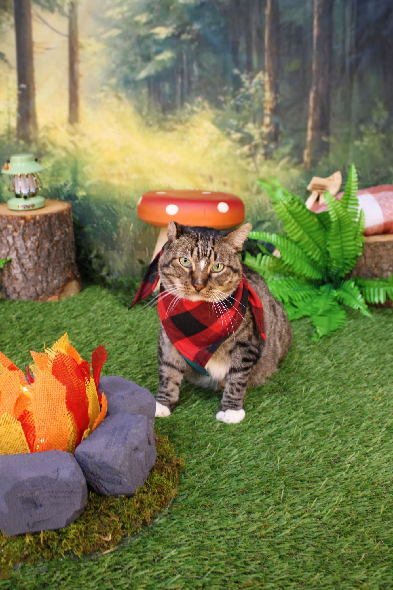 BC, an adoptable Domestic Short Hair in BURNABY, BC, V3J 1N3 | Photo Image 1