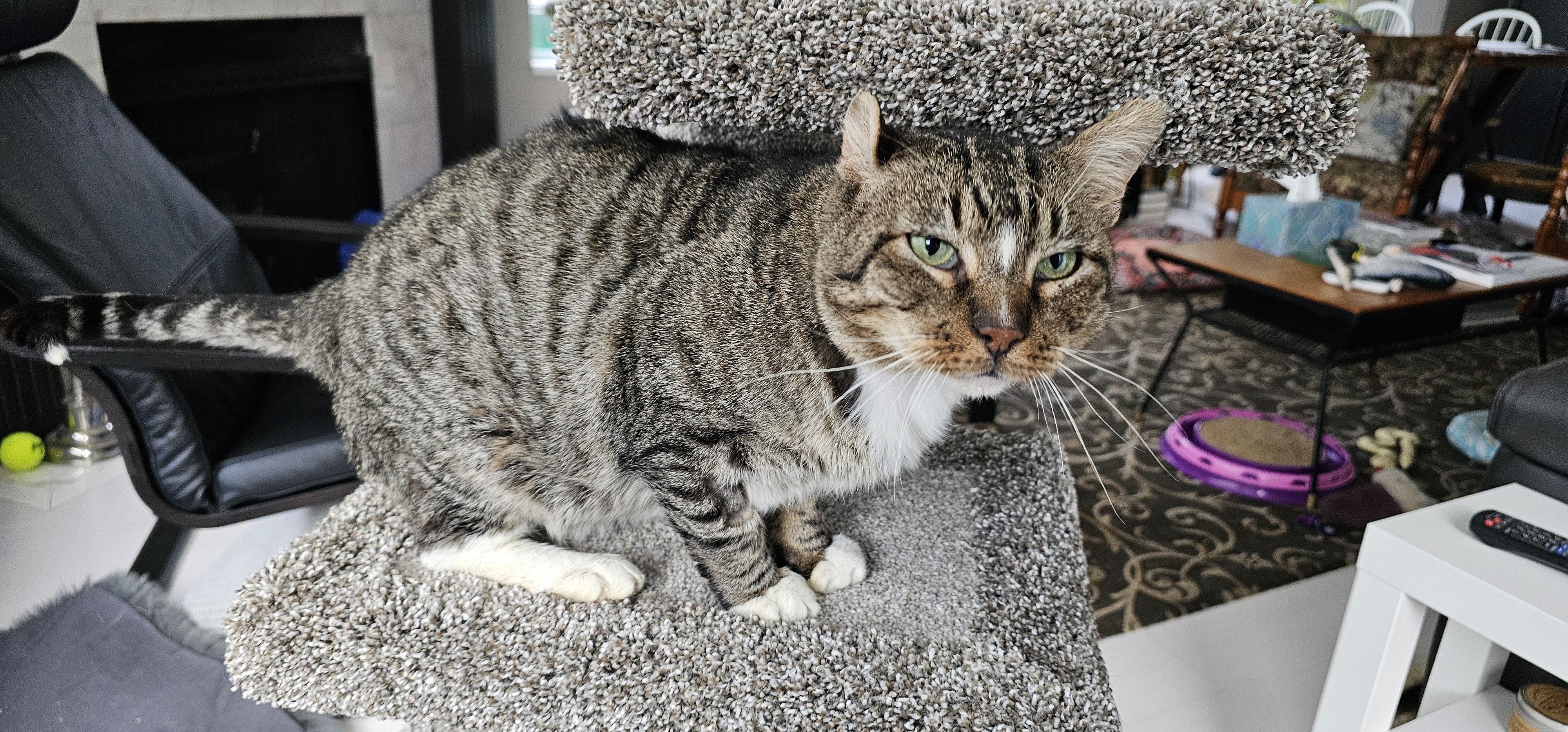BC, an adoptable Domestic Short Hair in BURNABY, BC, V3J 1N3 | Photo Image 2