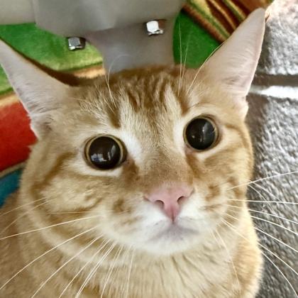 Sam, Adult Male Domestic Short Hair