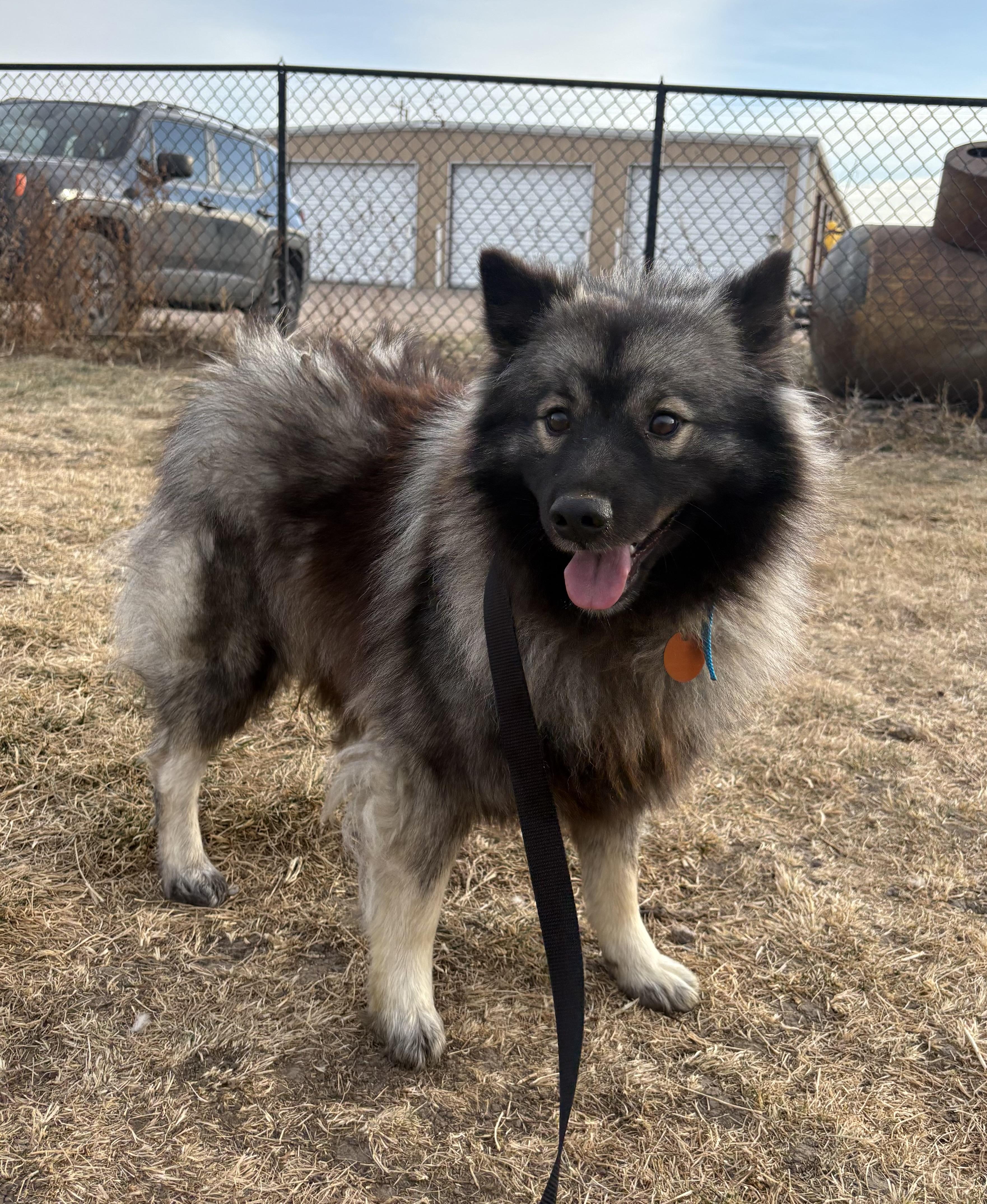 Beatrix, ADOPTABLE, Adult Female Keeshond.