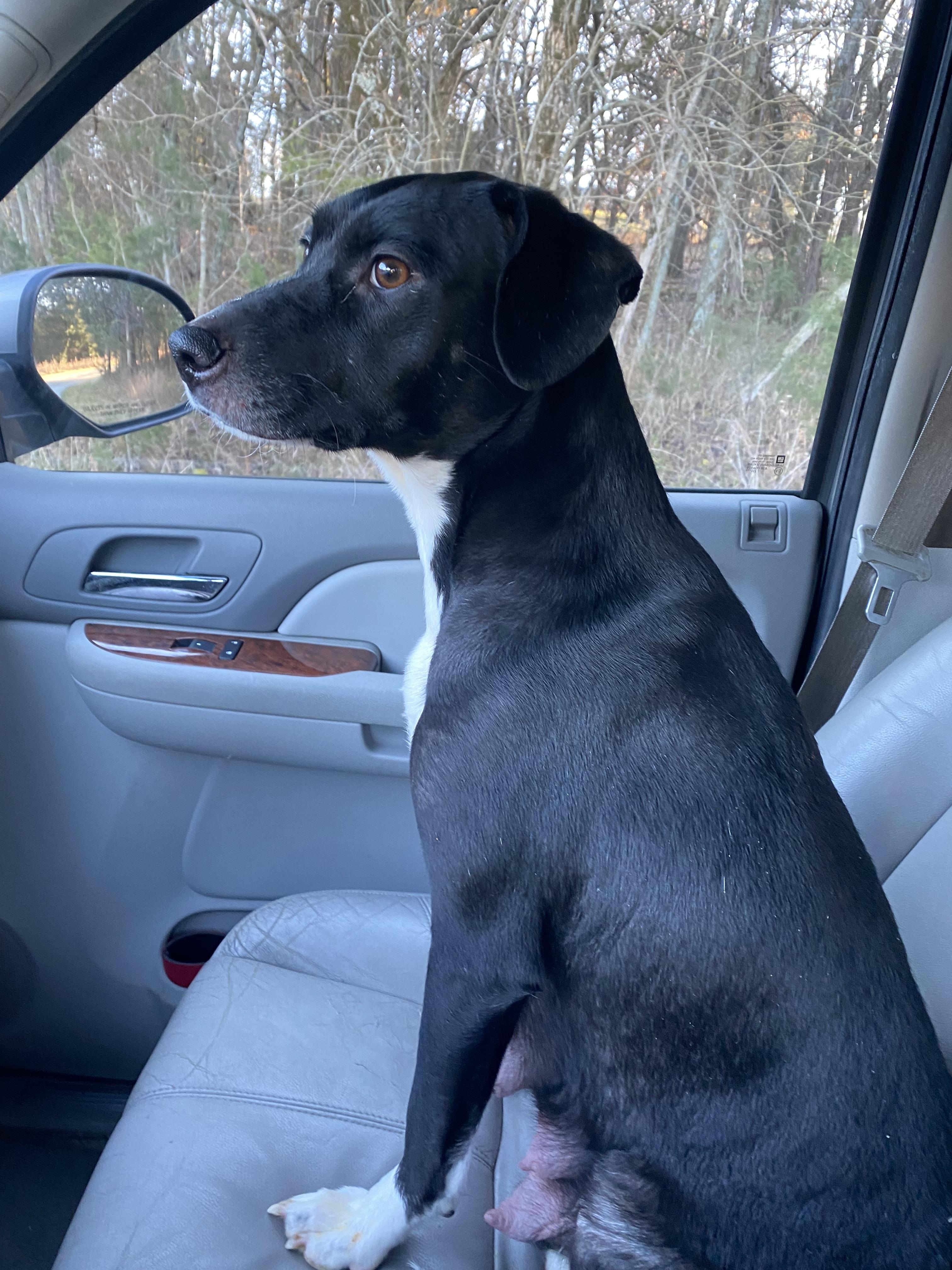 Zoey, a Adoptable mixed breed in Eagleville, TN image 2/3