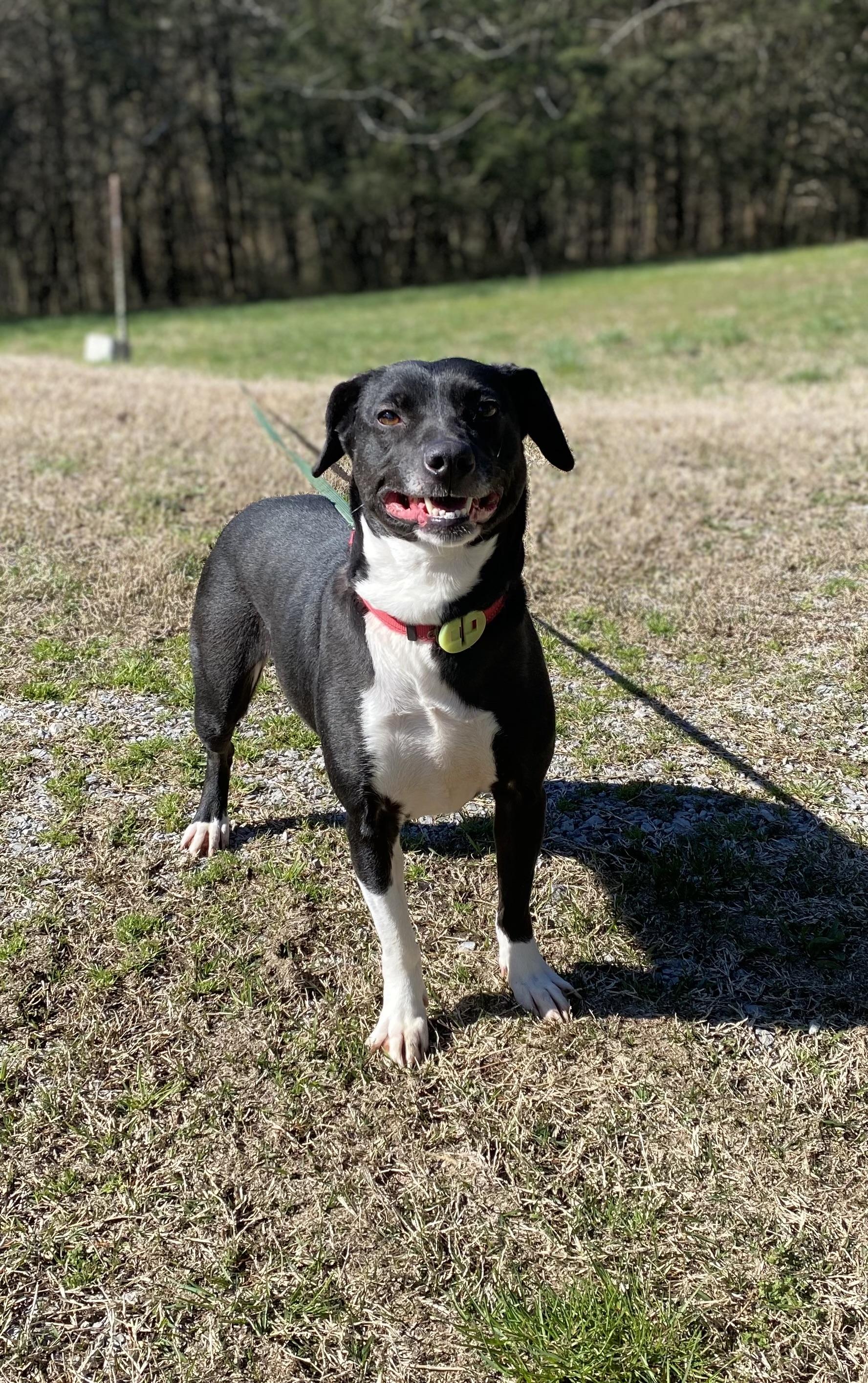 Zoey, a Adoptable mixed breed in Eagleville, TN image 1/3