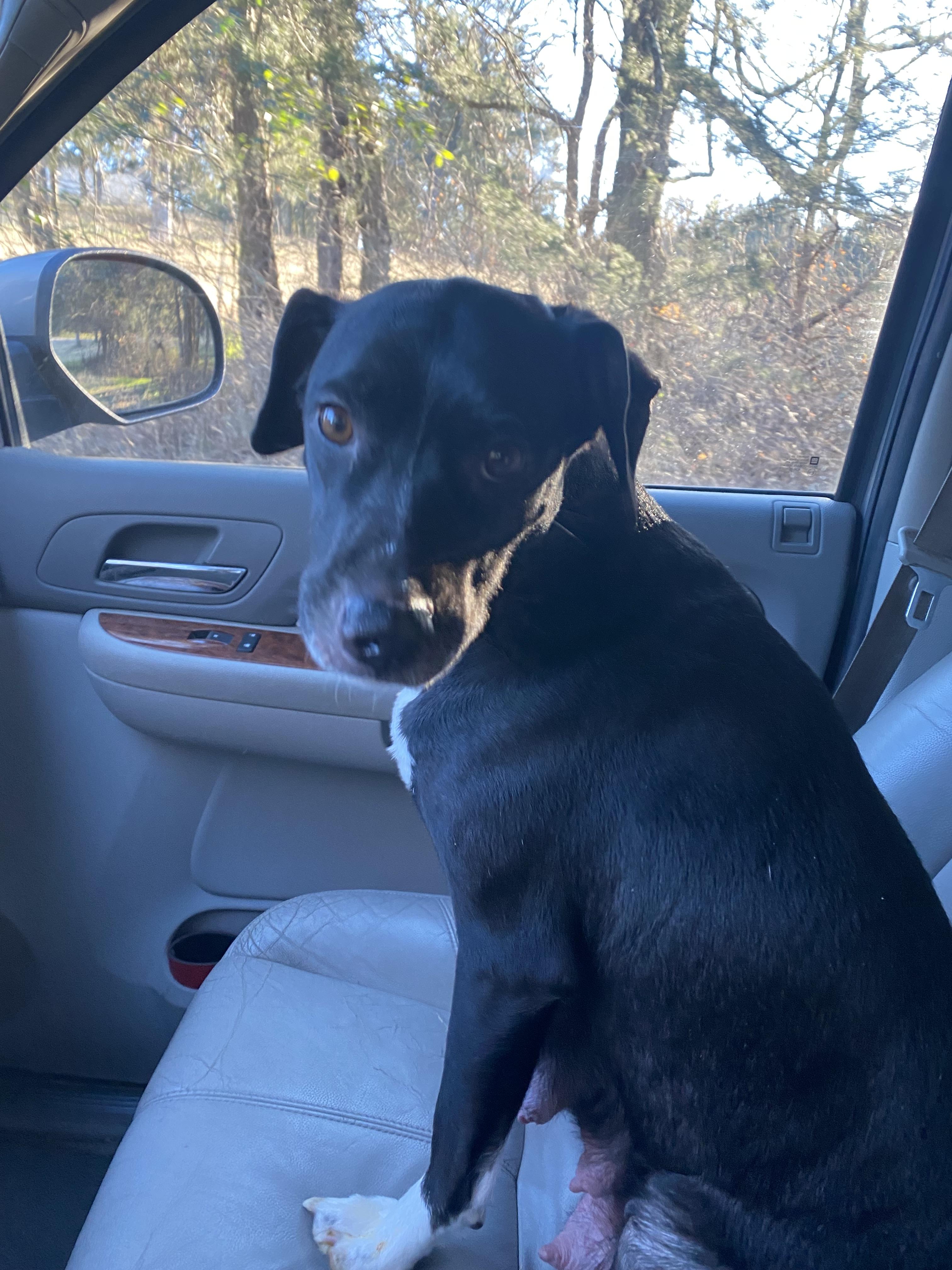 Zoey, a Adoptable mixed breed in Eagleville, TN image 3/3