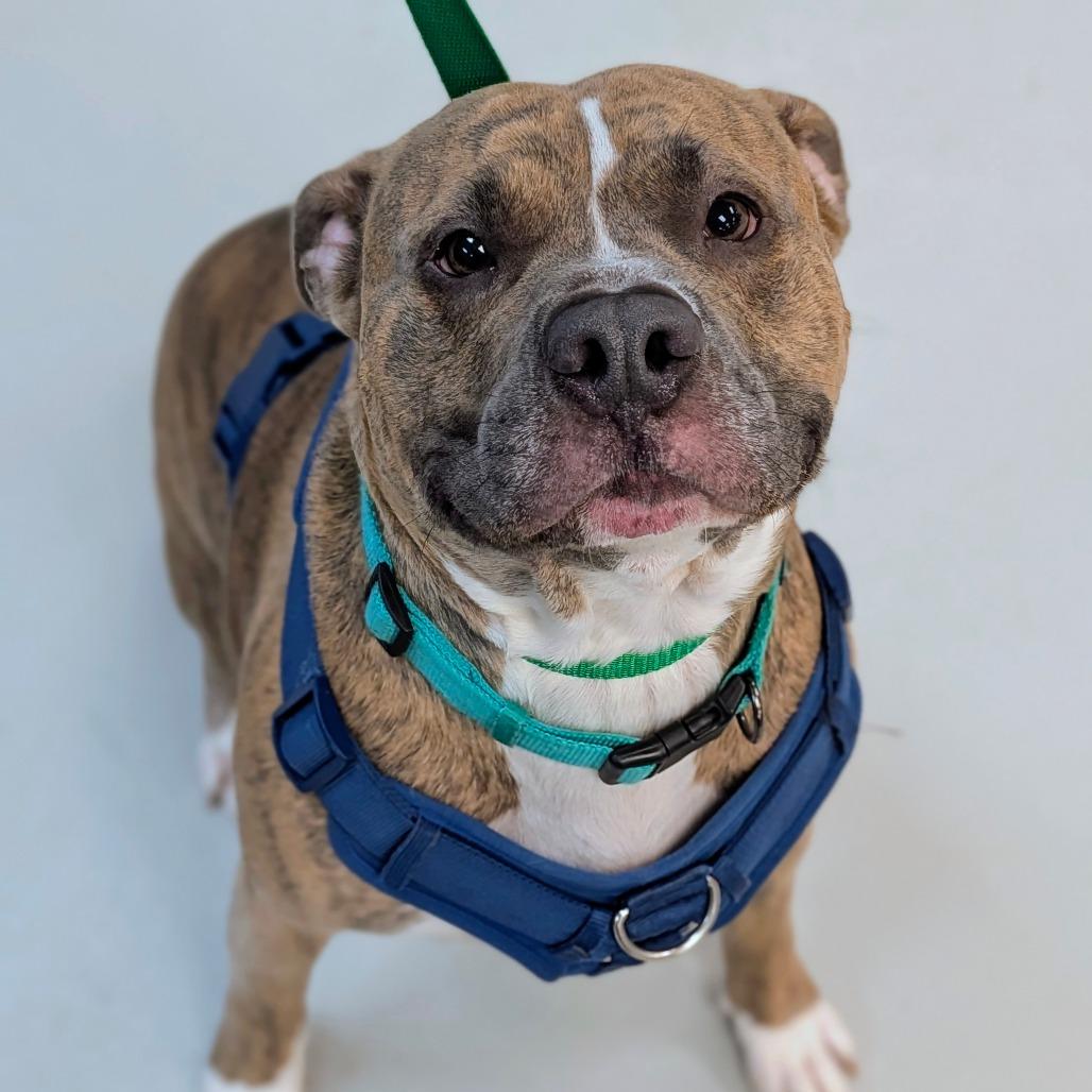 Enlarge Tiger, a Adoptable Mixed Breed in Houston, TX image 1/2