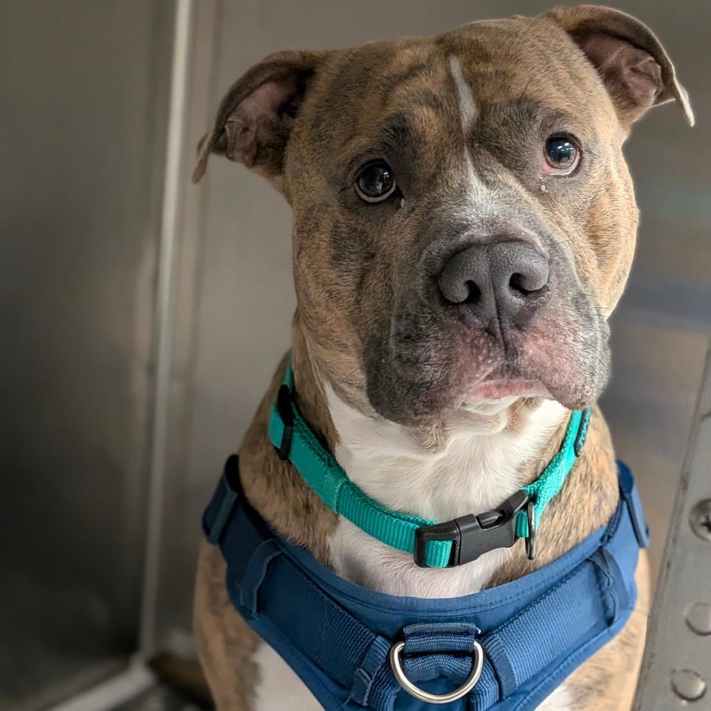 Enlarge Tiger, a Adoptable Mixed Breed in Houston, TX image 2/2