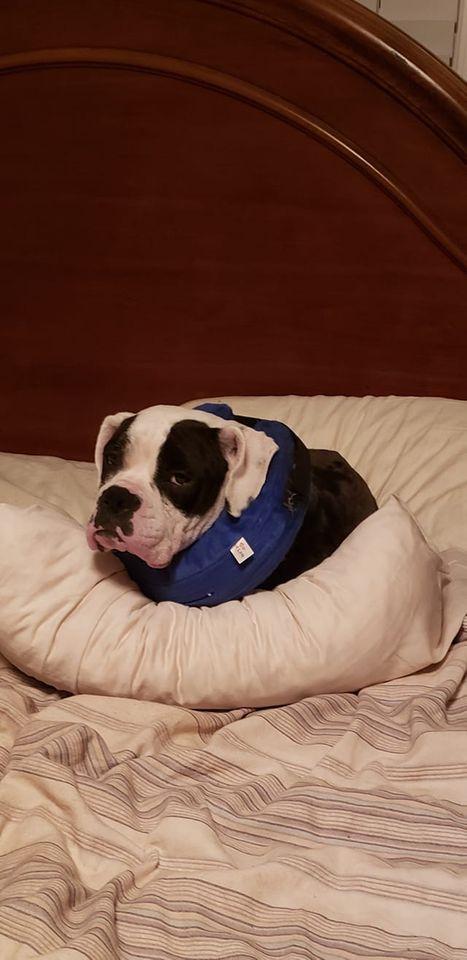 Domino, a Adopted Boxer in Shakopee, MN image 1/3