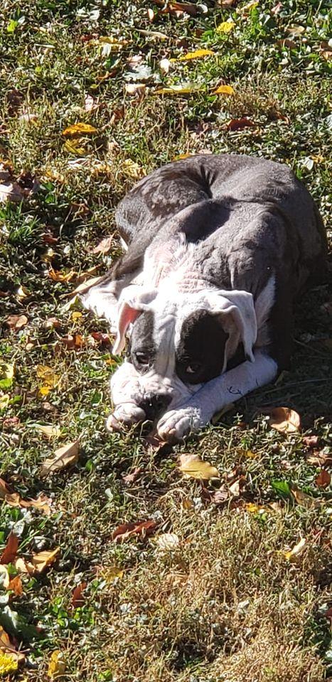 Domino, Adopted, Young Male Boxer.