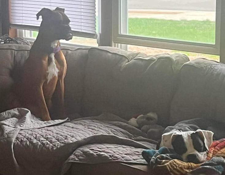 Enlarge Domino, a Adopted Boxer in Shakopee, MN image 2/3