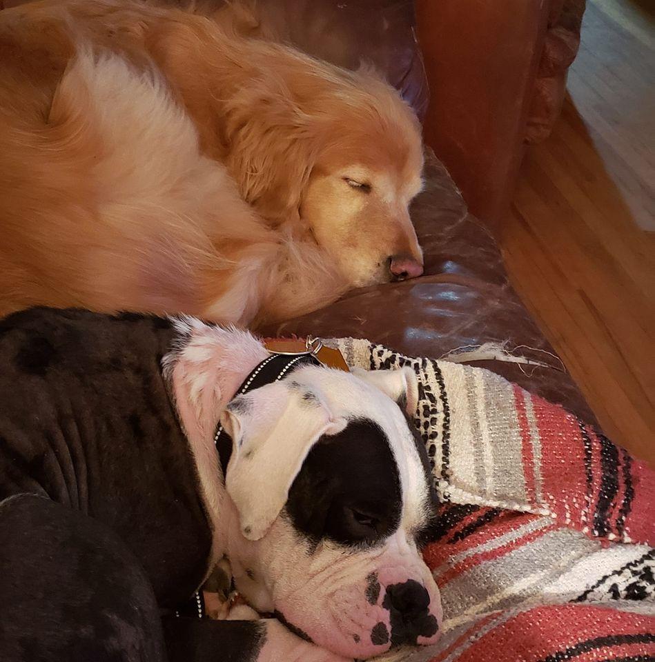 Domino, a Adopted Boxer in Shakopee, MN image 3/3