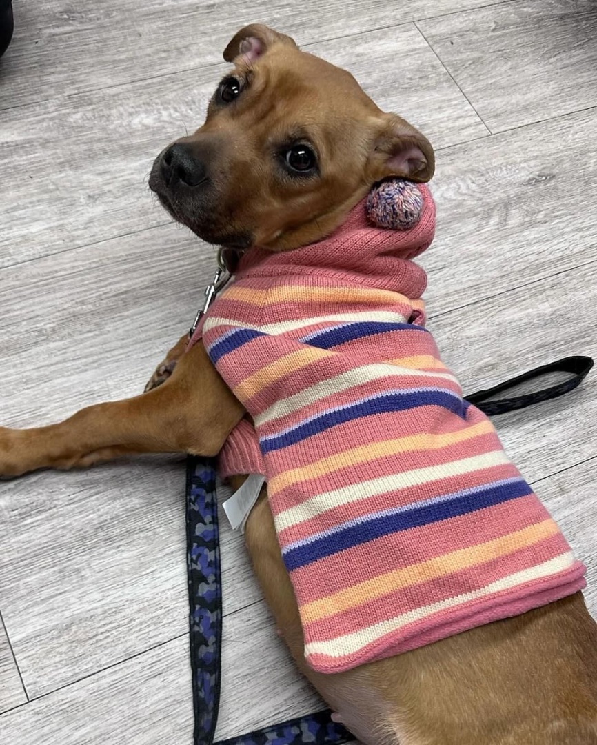 Daisy, Adopted, Young Female Mixed Breed.