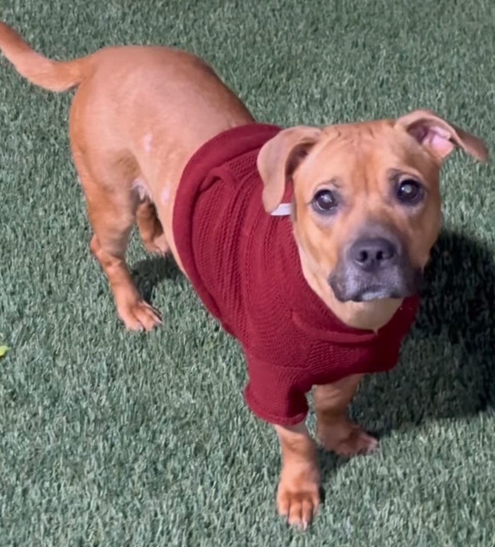 Daisy, a Adopted Mixed Breed in Staten island, NY image 2/6