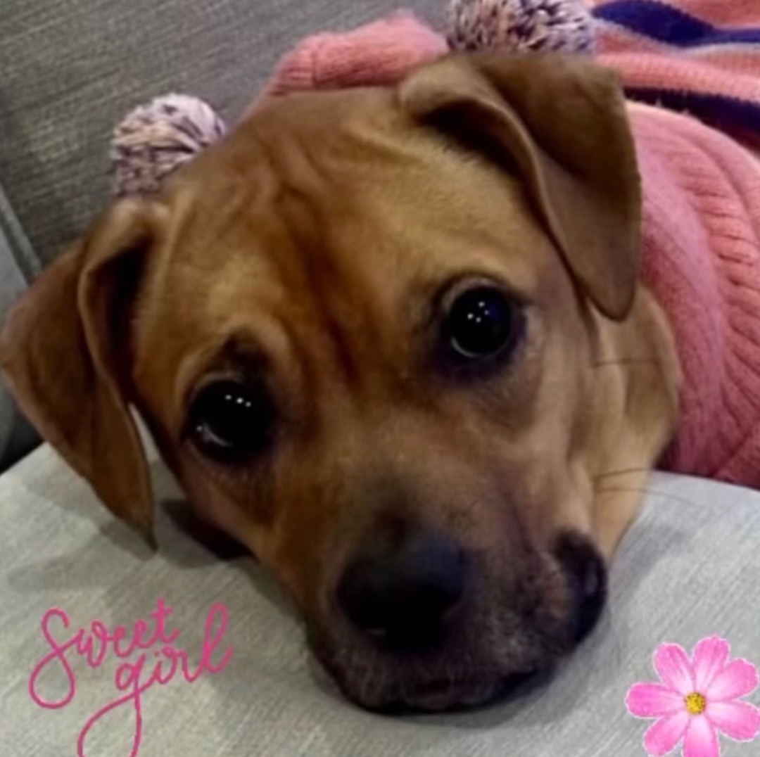 Daisy, a Adopted Mixed Breed in Staten island, NY image 3/6