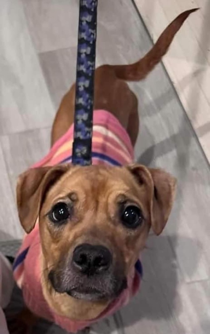 Daisy, a Adopted Mixed Breed in Staten island, NY image 4/6