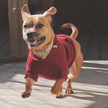 Daisy, a Adopted Mixed Breed in Staten island, NY image 5/6