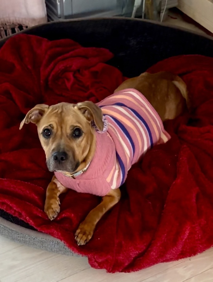 Daisy, a Adopted Mixed Breed in Staten island, NY image 6/6