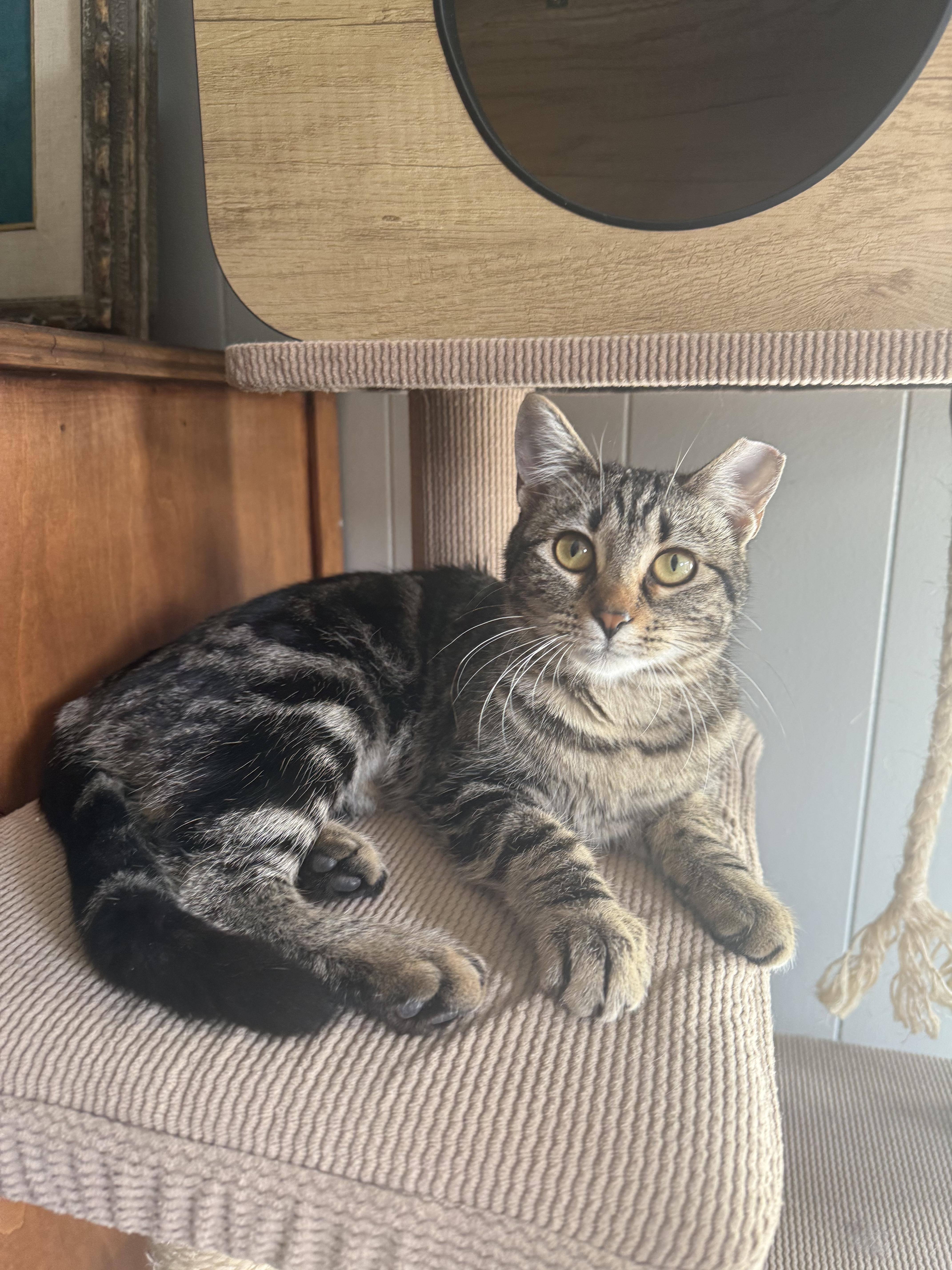 Enlarge Frida, a ADOPTABLE Domestic Short Hair in Lubbock, TX image 2/4