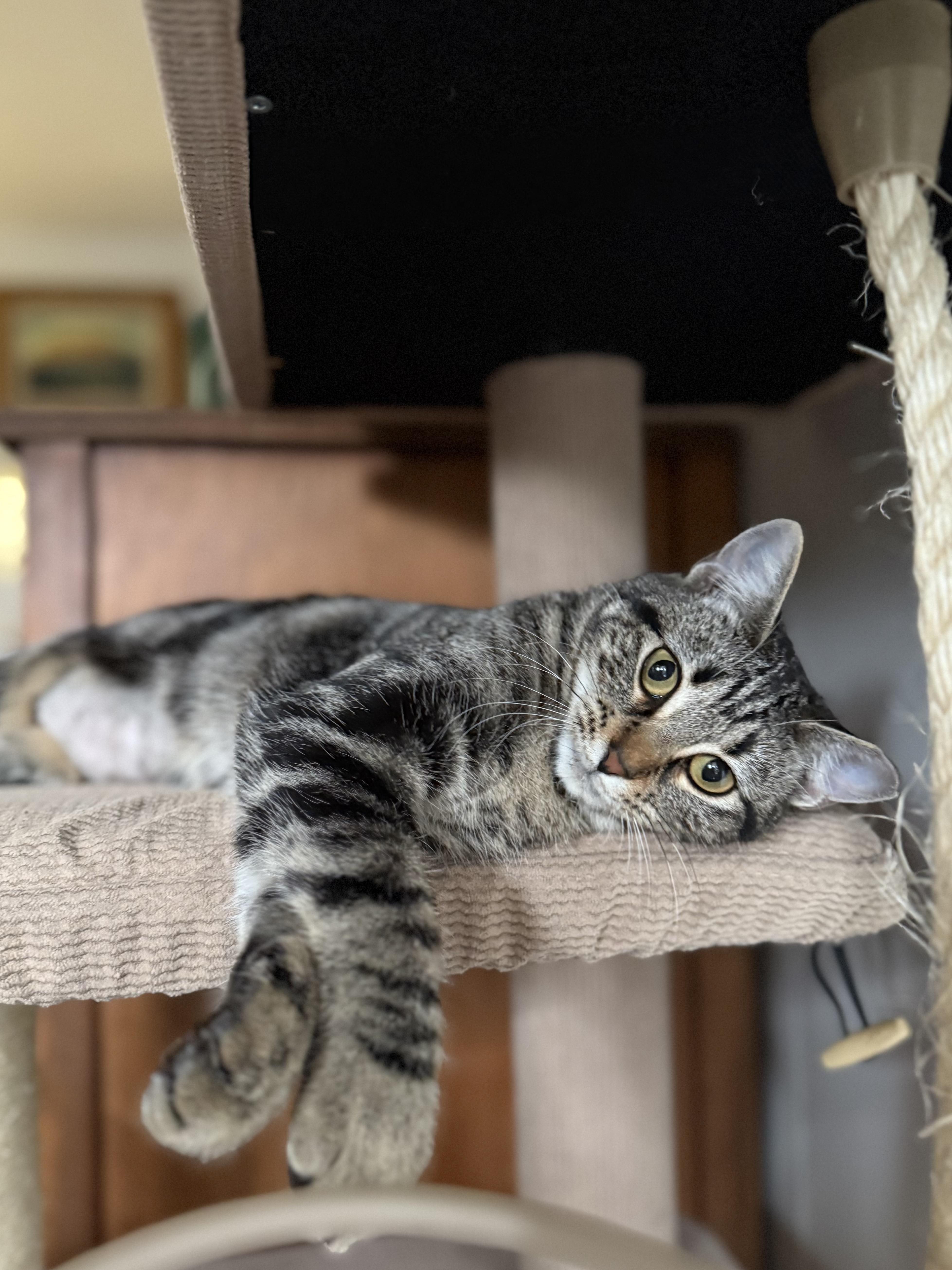 Frida, ADOPTABLE, Young Female Domestic Short Hair.