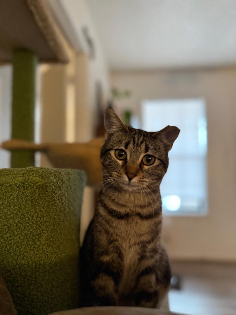 Enlarge Frida, a ADOPTABLE Domestic Short Hair in Lubbock, TX image 3/4