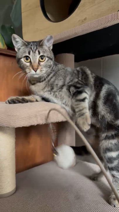 Enlarge Frida, a ADOPTABLE Domestic Short Hair in Lubbock, TX video 4/4