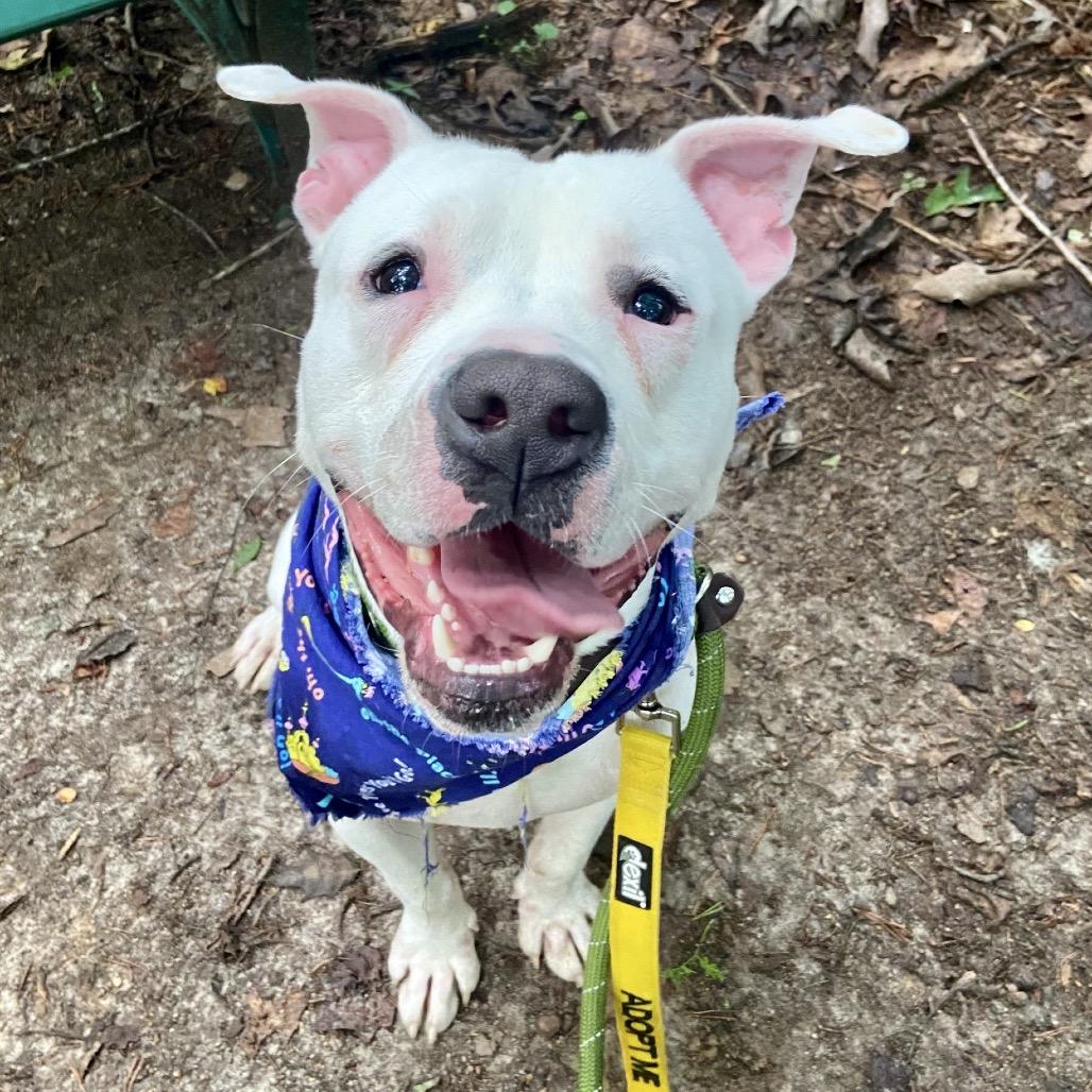 Sprite, a Adoptable American Bulldog in Greensboro, NC image 1/4
