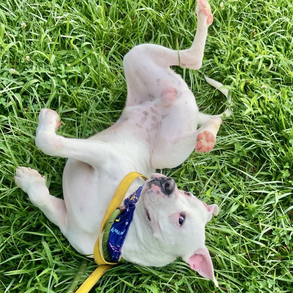 Sprite, a Adoptable American Bulldog in Greensboro, NC image 2/4