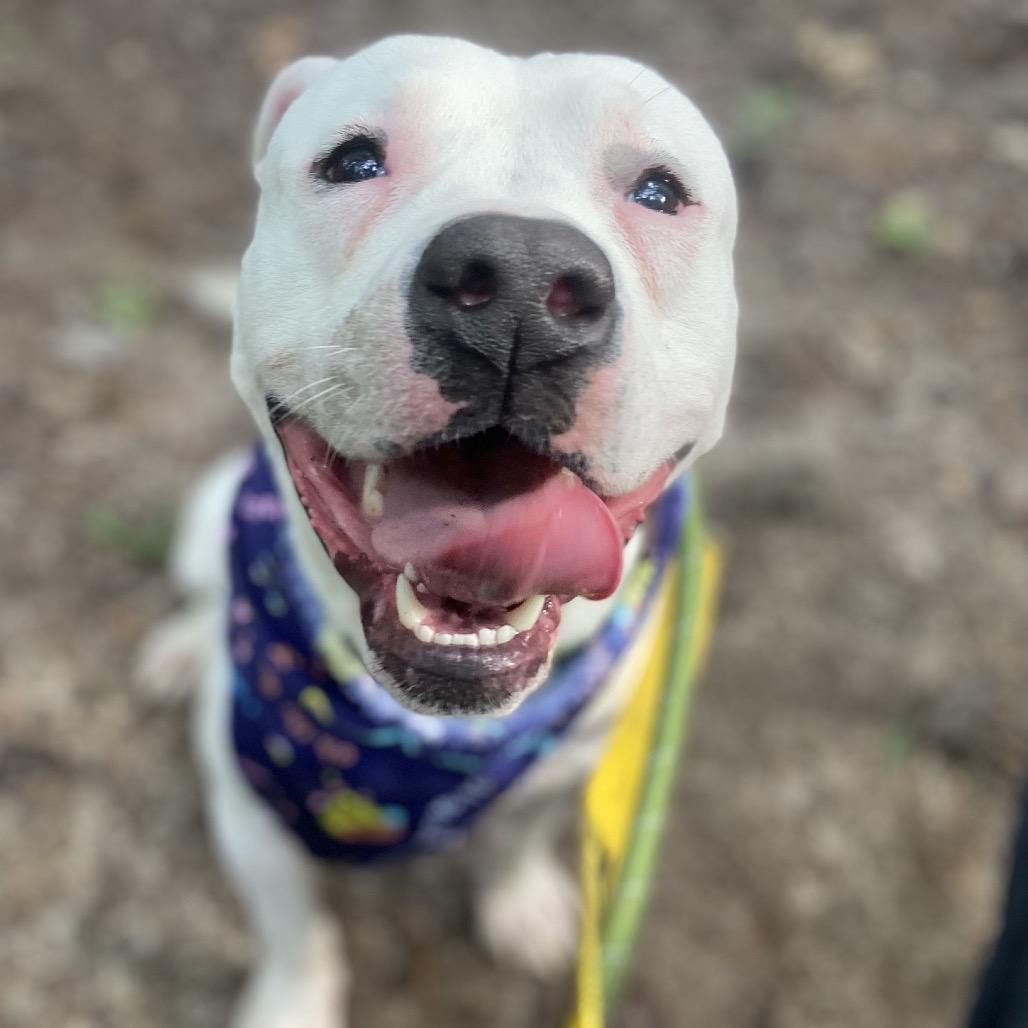 Sprite, a Adoptable American Bulldog in Greensboro, NC image 3/4