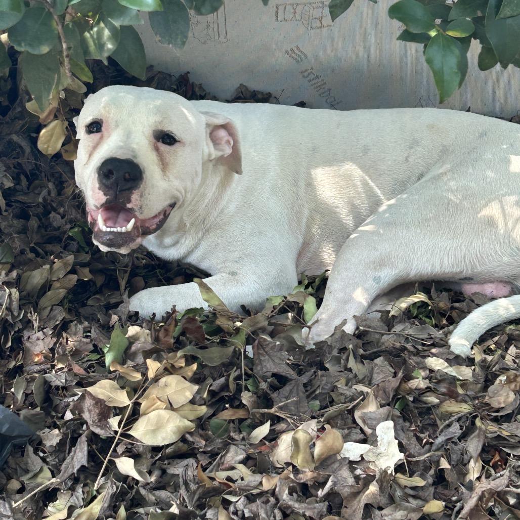 Sprite, a Adoptable American Bulldog in Greensboro, NC image 4/4