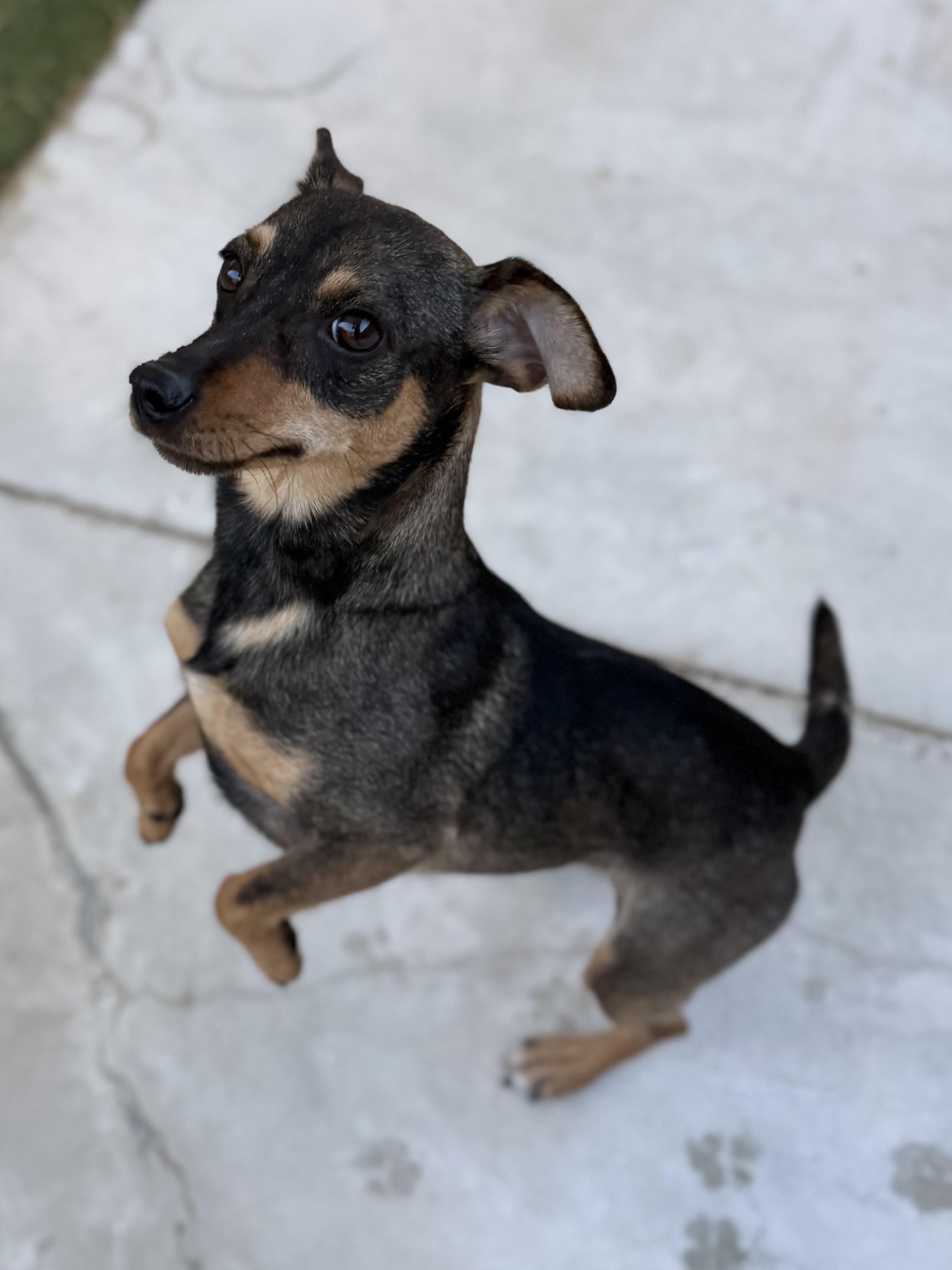 Enlarge Russo, a ADOPTABLE mixed breed in Boulder City, NV image 4/4