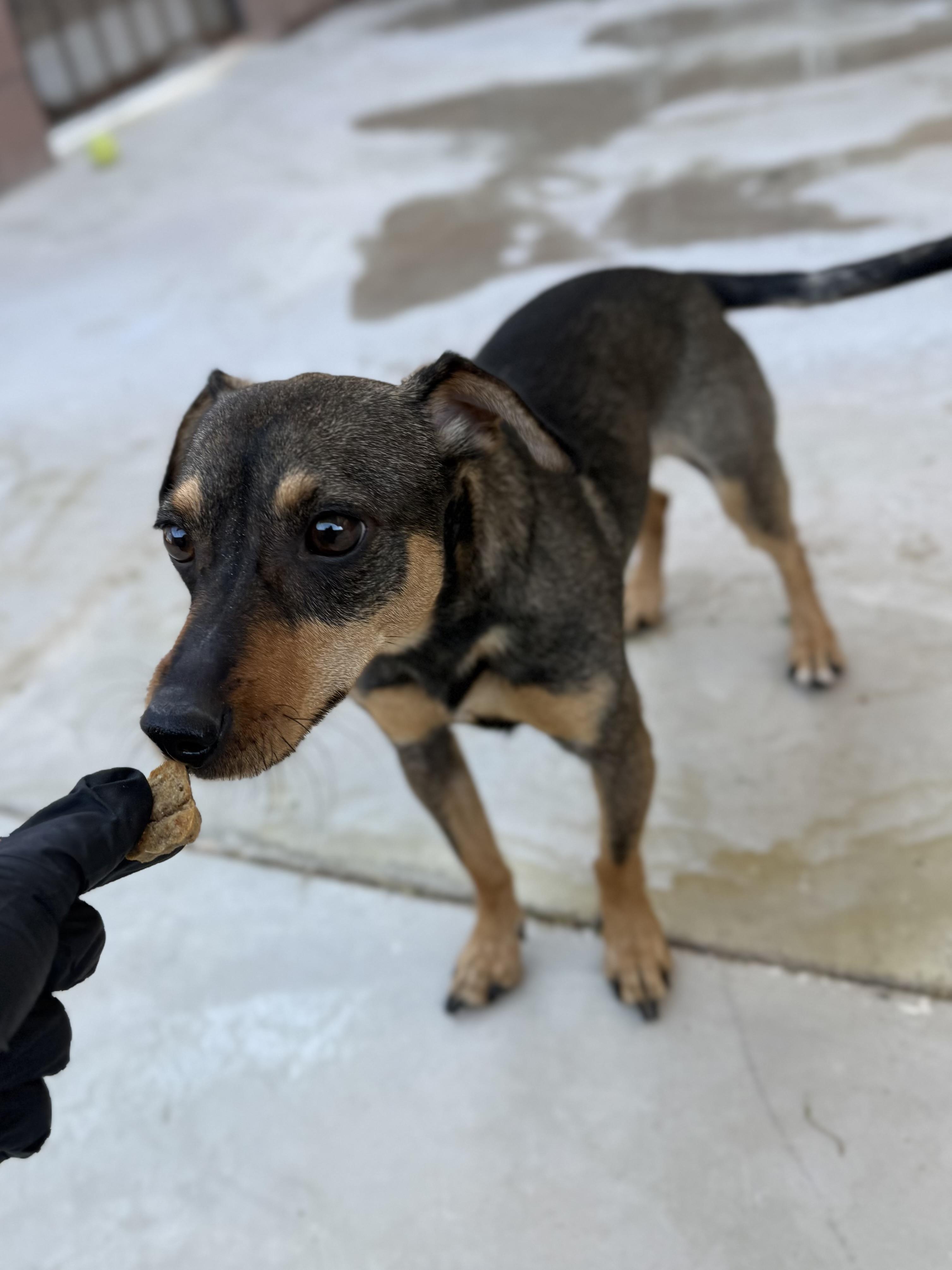 Enlarge Russo, a ADOPTABLE mixed breed in Boulder City, NV image 3/4