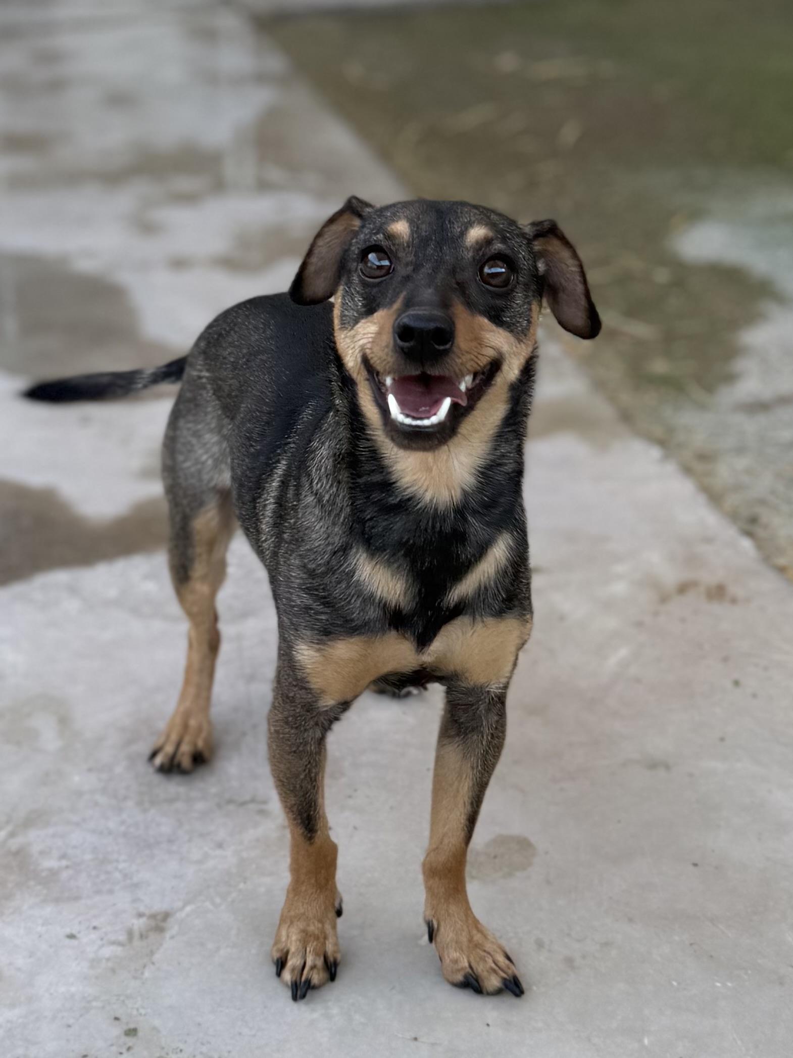 Russo, ADOPTABLE, Young Male Jack Russell Terrier.