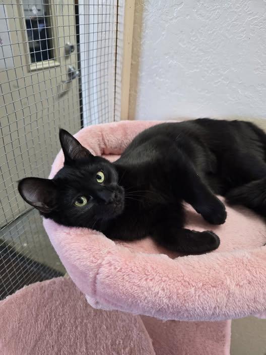 Winter, Adopted, Young Female Domestic Short Hair.