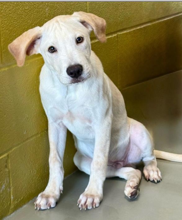 Insta, Adoptable, Puppy Male Labrador Retriever.